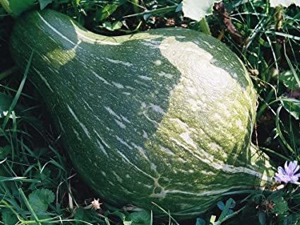 Green Hubbard Squash