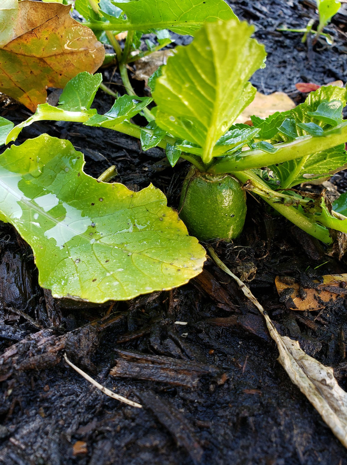 Chinese Green Luobo Radish