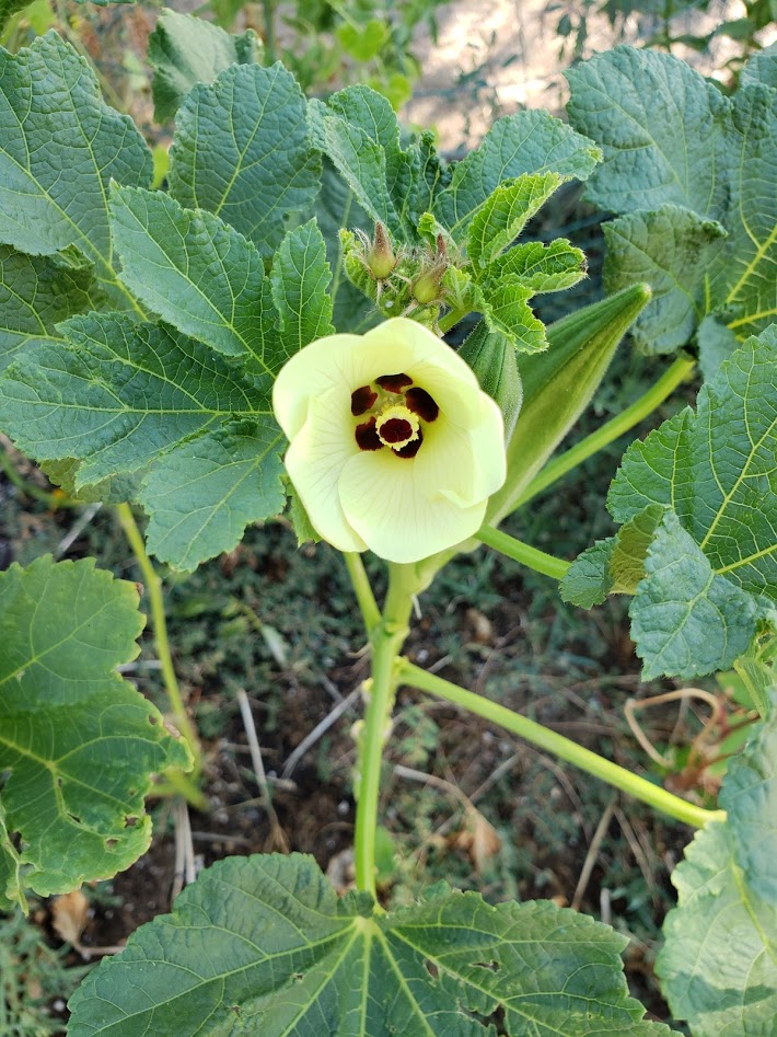 Emerald Okra