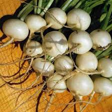 Hailstone Radish