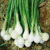 He Shi Ko Bunching Onion