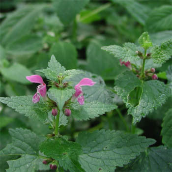 HOREHOUND