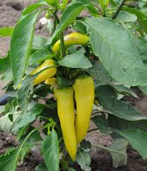 Hungarian Yellow Hot Wax Pepper