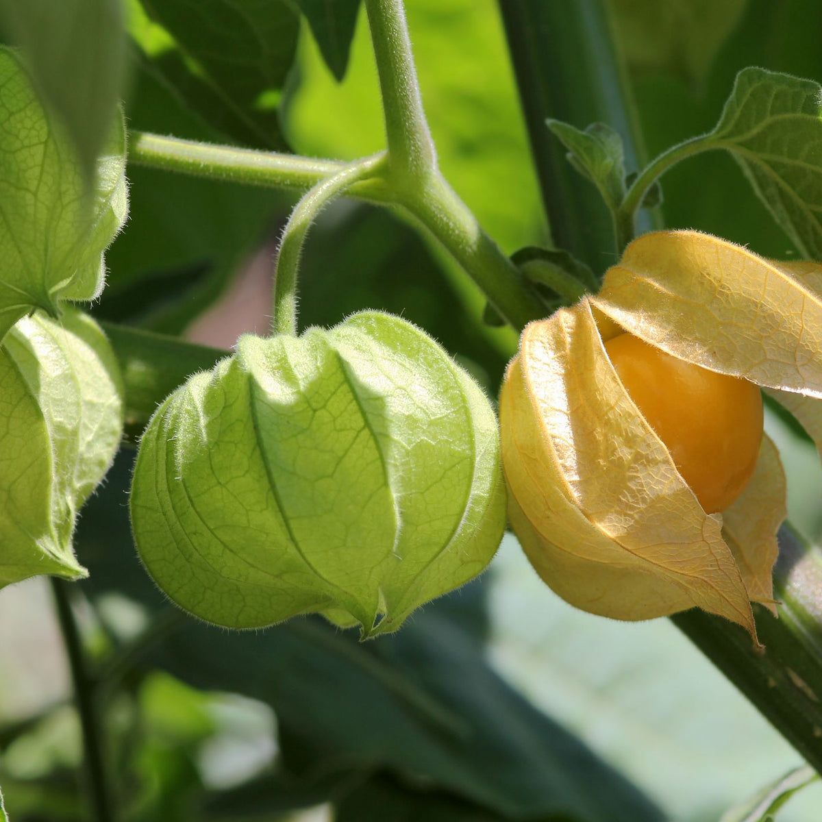 ground cherry plant Goldie Husk Cherry
