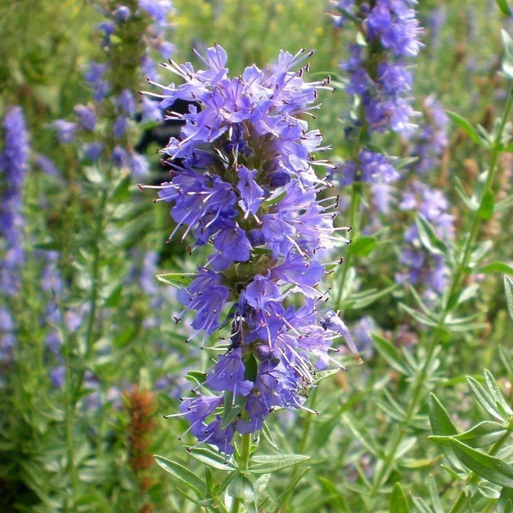 Hyssop