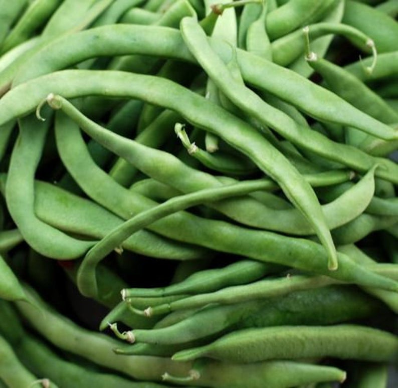 Kentucky Wonder, "Old Homestead"