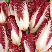 Endive, Red Treviso