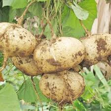 Jicama