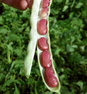 Light Red Kidney Bean