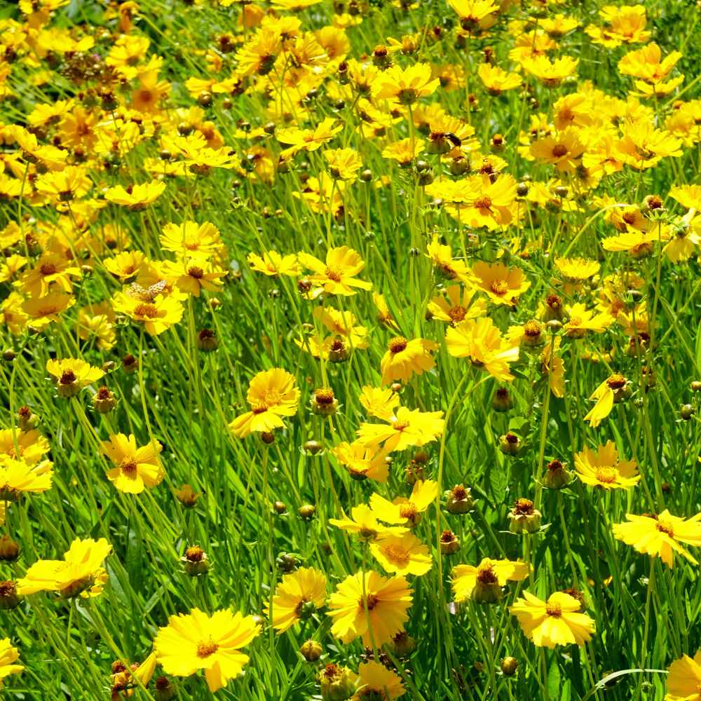 Lance Leaved Coreopsis