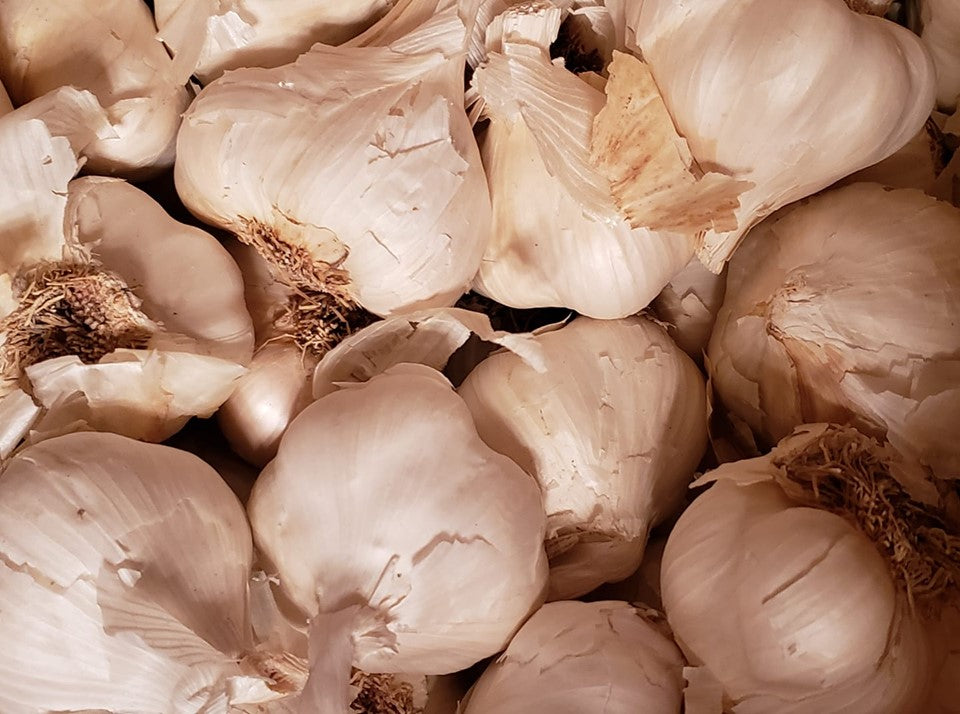 California Late White Seed Garlic