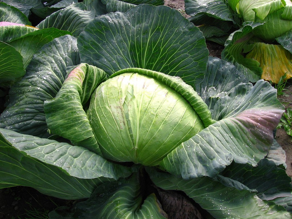 Late Flat Dutch Cabbage