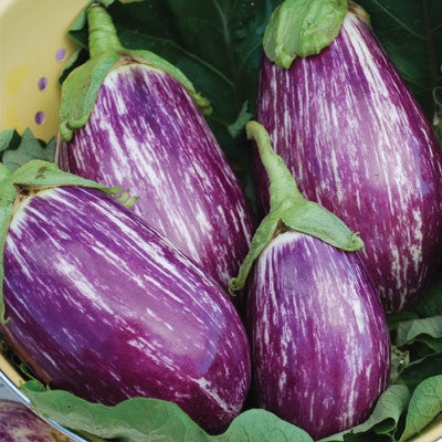 Listada De Gandia Eggplant