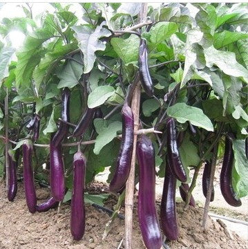 Long Purple Eggplant