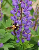 Lupine Arroyo Blue