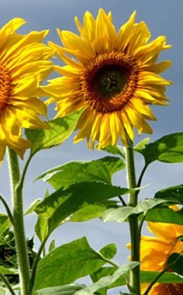 A Few of My Favorite Things