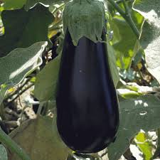 Florida High Market Eggplant