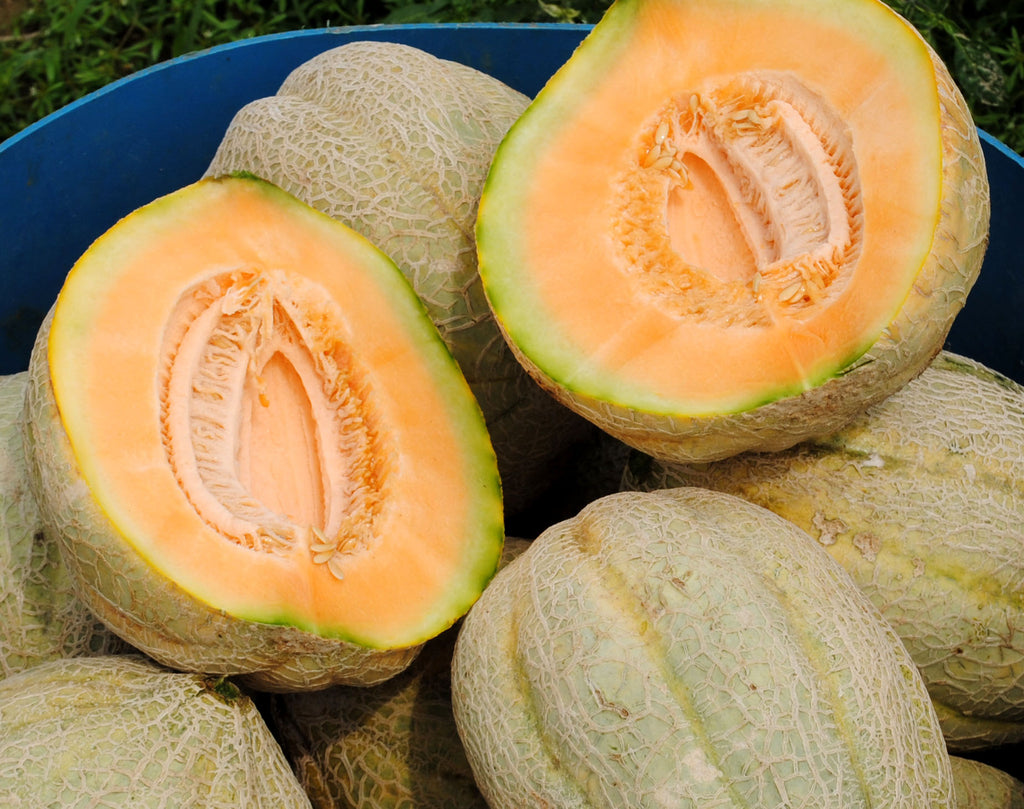 Pike Muskmelon