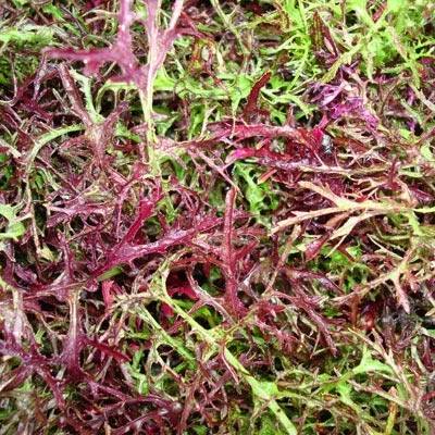 Mizuna Red Streak Mustard Greens