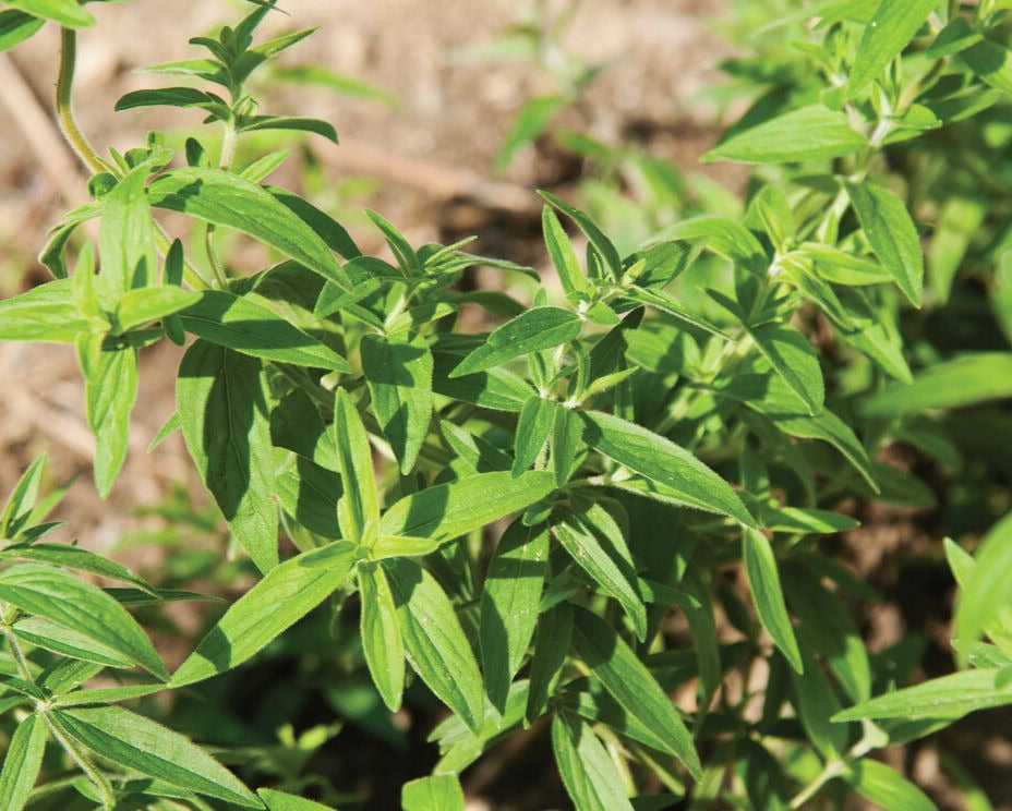 Mountain Mint