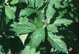 Mugwort