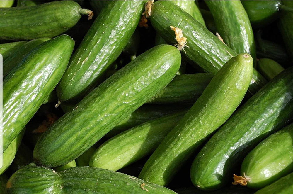 Muncher Burpless Cucumber