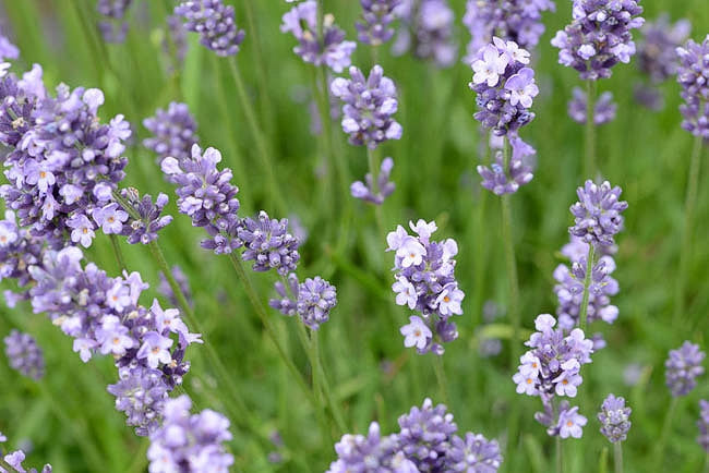 Munstead English Lavender