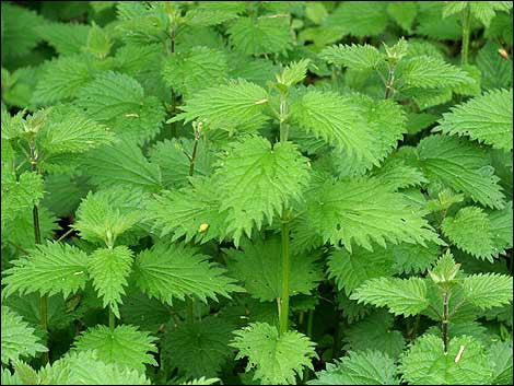 Stinging Nettle