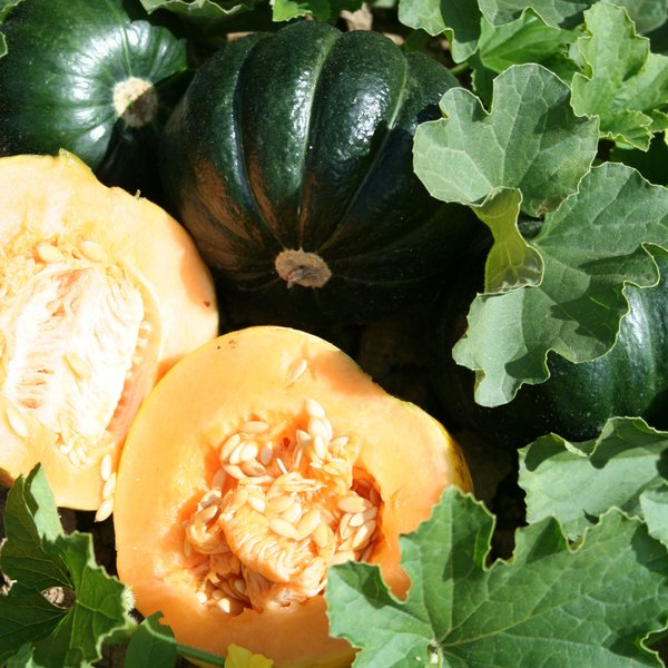 Noir Des Carmes Melon Mary's Heirloom Seeds