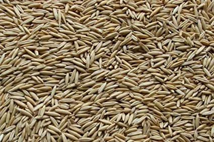 Oat Grass Seeds for Catgrass