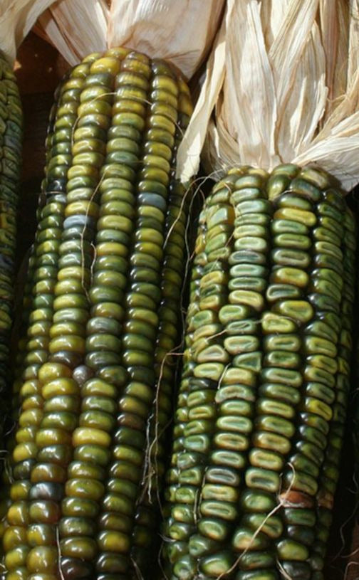 Oaxacan Green Corn