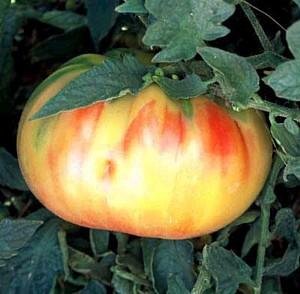 Old German Tomato