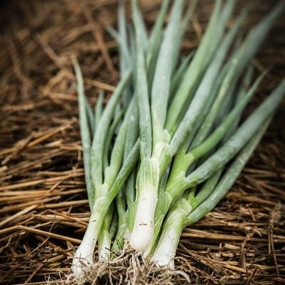 Evergreen White Bunching Onion