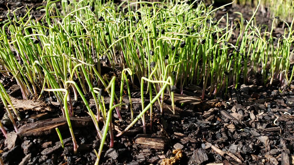 Large American Flag - Microgreens Seeds