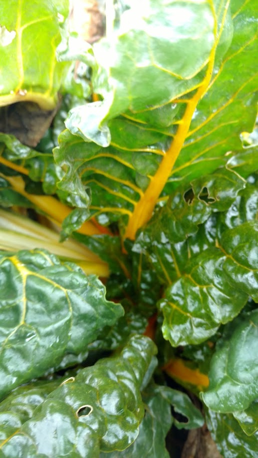 Oriole Orange Swiss Chard