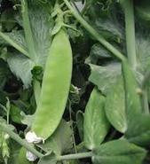 Oregon Sugar Pod Snow Pea