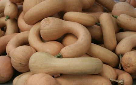 Pennsylvania Dutch Crookneck Squash