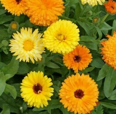 Calendula, Pacific Beauty Mix