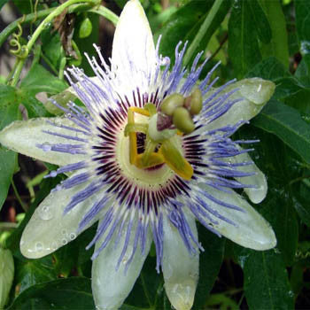 PASSION FLOWER