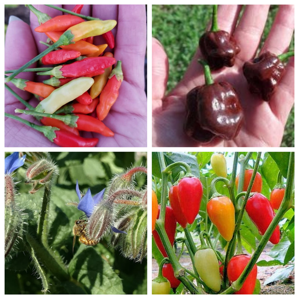 Pepper Garden Challenge Seed Combo Pack