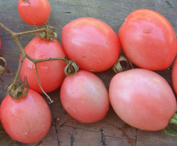 Thai Pink Egg Tomato