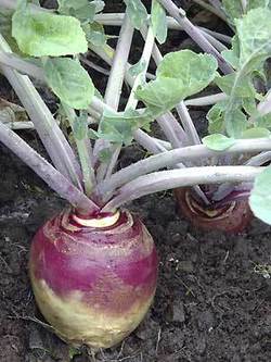 American Purple Top Rutabaga