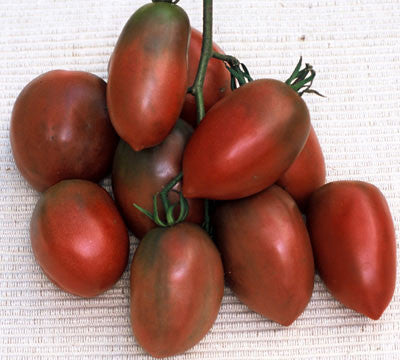 Russian Tomato Mary's Heirloom