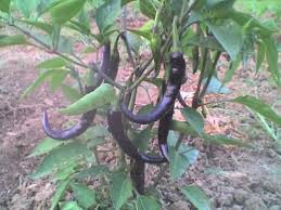 Purple Cayenne Pepper