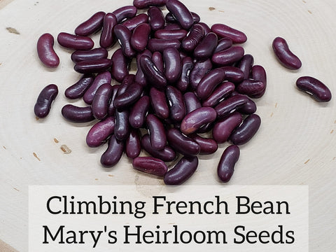 Climbing French Bean