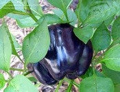 Purple Beauty Bell Pepper