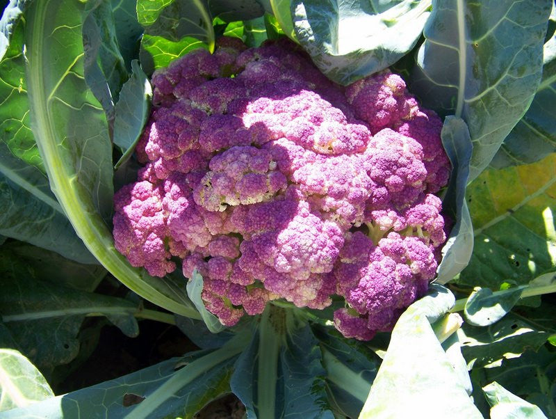 Purple of Sicily Cauliflower