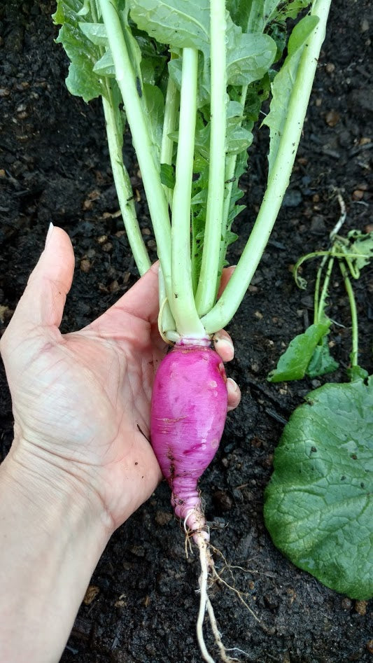 Purple Plum Radish