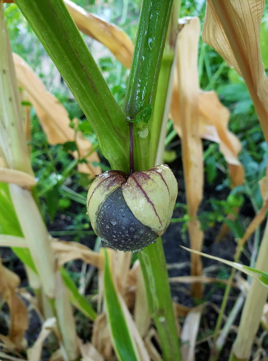 Purple Tomatillo – Mary's Heirloom Seeds