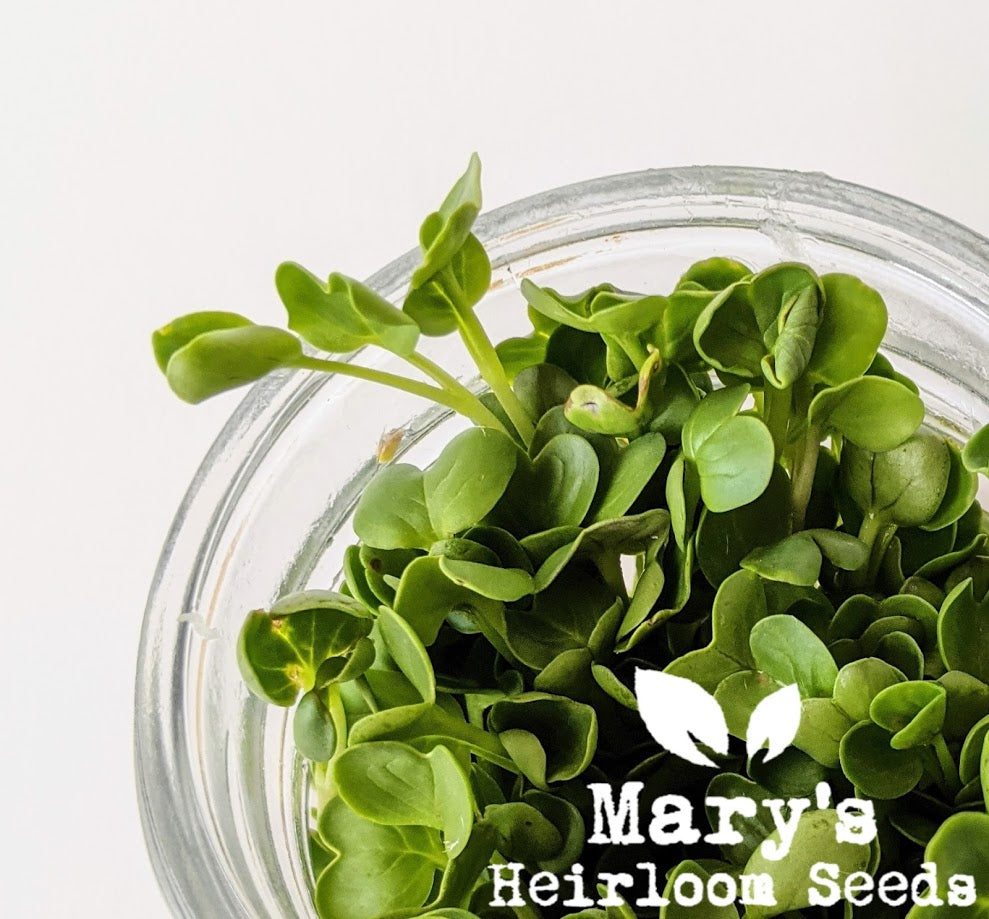 Daikon Radish BULK Seeds